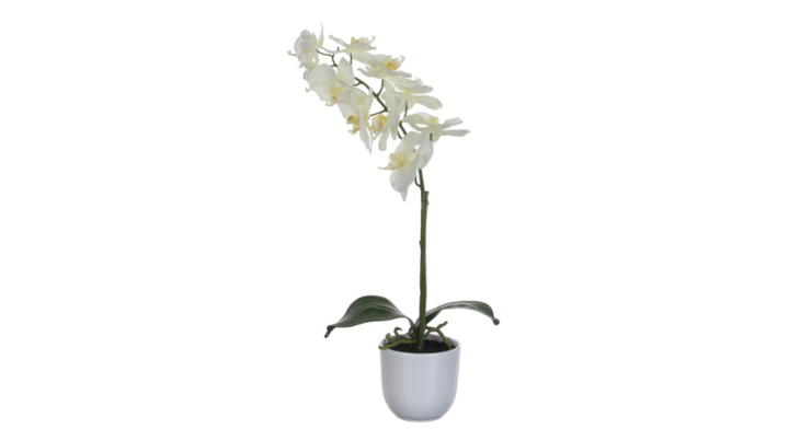 Phalaenopsis Orchidee, zijden plant, 60 cm, VB 346963