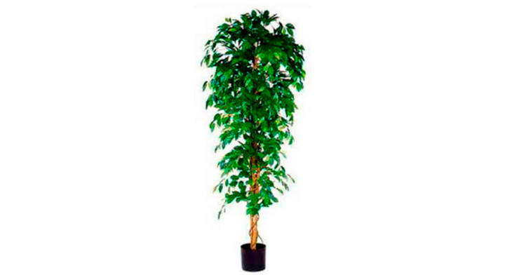 Ficus Benjamina, zijden plant, 210 cm, VB 080212