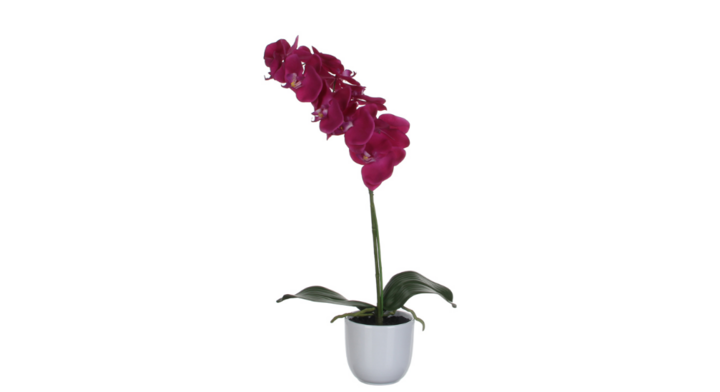 Phalaenopsis Orchidee, zijden plant, 60 cm, VB 346987