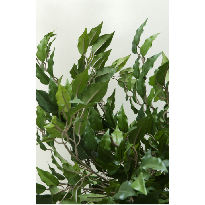 Ficus Benjamina, zijden plant, 210 cm, VB 080212 - 1