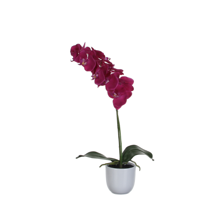 Phalaenopsis Orchidee, zijden plant, 60 cm, VB 346987 - 0