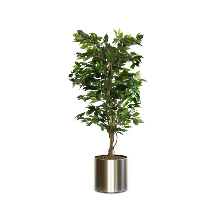 Ficus Benjamina, zijden plant, 150 cm, VB 080152 - 1